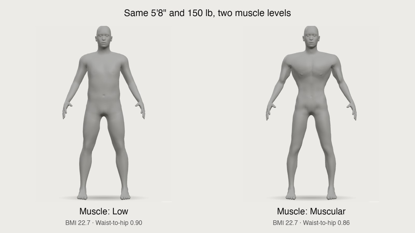 Two male 3D body models at 5'8" and 150 lbs, Muscle set to Low on the left and Muscular on the right, front view
